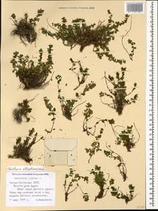 Parietaria judaica L., Caucasus, North Ossetia, Ingushetia & Chechnya (K1c) (Russia)