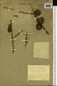 Larix sibirica Ledeb., Eastern Europe, Moscow region (E4a) (Russia)