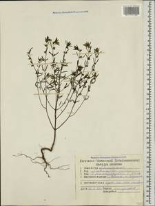 Satureja hortensis L., Caucasus, North Ossetia, Ingushetia & Chechnya (K1c) (Russia)