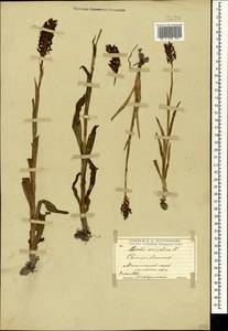 Anacamptis coriophora (L.) R.M.Bateman, Pridgeon & M.W.Chase, Crimea (KRYM) (Russia)