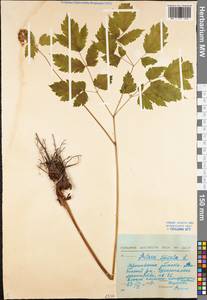 Actaea spicata L., Eastern Europe, Central forest region (E5) (Russia)