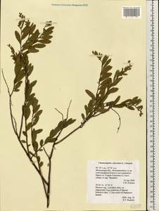 Chamaedaphne calyculata (L.) Moench, Eastern Europe, Moscow region (E4a) (Russia)