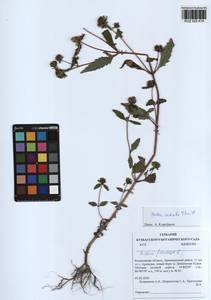 Bidens radiata Thuill., Siberia, Altai & Sayany Mountains (S2) (Russia)