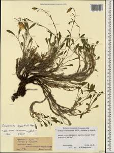 Campanula bellidifolia subsp. bellidifolia, Caucasus, North Ossetia, Ingushetia & Chechnya (K1c) (Russia)
