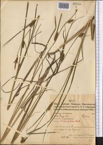 Carex melanostachya M.Bieb. ex Willd., Middle Asia, Northern & Central Kazakhstan (M10) (Kazakhstan)