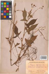 Persicaria maackiana (Regel) Nakai, Siberia, Russian Far East (S6) (Russia)