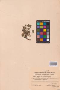 Potentilla hyparctica Malte, Eastern Europe, Northern region (E1) (Russia)