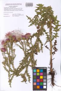 Carduus acanthoides L., Eastern Europe, Central region (E4) (Russia)