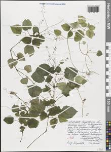 Circaea ×intermedia Ehrh., Eastern Europe, Lower Volga region (E9) (Russia)