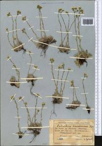 Eritrichium villosum (Ledeb.) Bunge, Middle Asia, Northern & Central Tian Shan (M4) (Kazakhstan)