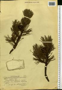 Pinus mugo Turra, Eastern Europe, West Ukrainian region (E13) (Ukraine)
