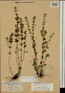 Clinopodium acinos (L.) Kuntze, Caucasus, Dagestan (K2) (Russia)