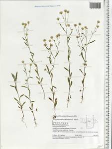 Erigeron droebachiensis O. F. Müll., Eastern Europe, Central region (E4) (Russia)