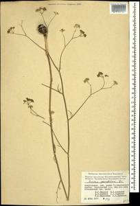 Bunium paucifolium DC., Caucasus, Azerbaijan (K6) (Azerbaijan)
