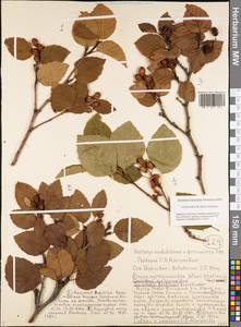 Alnus alnobetula subsp. fruticosa (Rupr.) Raus, Siberia, Yakutia (S5) (Russia)
