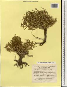 Anabasis brevifolia C. A. Mey., Mongolia (MONG) (Mongolia)