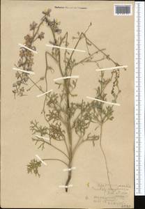 Delphinium camptocarpum Fisch. & C.A.Mey., Middle Asia, Karakum (M6) (Turkmenistan)