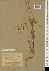 Lomelosia persica (Boiss.) Greuter & Burdet, Caucasus, Armenia (K5) (Armenia)