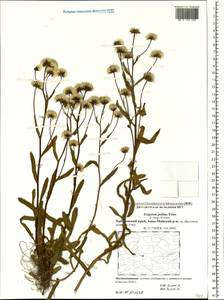 Erigeron politus Fr., Siberia, Russian Far East (S6) (Russia)