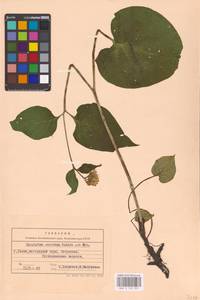 Symphytum cordatum Waldst. & Kit., Eastern Europe, West Ukrainian region (E13) (Ukraine)