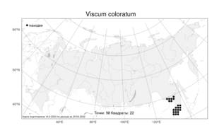 Viscum coloratum (Kom.) Nakai, Atlas of the Russian Flora (FLORUS) (Russia)