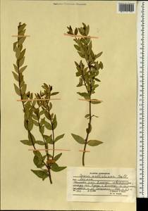 Buxus wallichiana Baill., South Asia, South Asia (Asia outside ex-Soviet states and Mongolia) (ASIA) (Afghanistan)