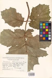 Heracleum lehmannianum Bunge, Eastern Europe, Moscow region (E4a) (Russia)