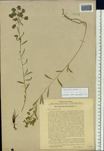 Euphorbia esula subsp. esula, Siberia, Western Siberia (S1) (Russia)