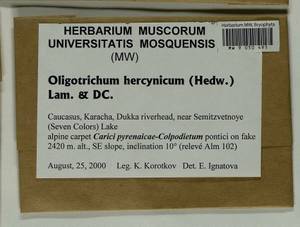 Oligotrichum hercynicum (Hedw.) DC., Bryophytes, Bryophytes - North Caucasus & Ciscaucasia (B12) (Russia)