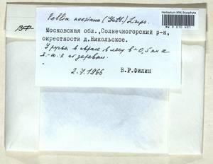 Pellia neesiana (Gottsche) Limpr., Bryophytes, Bryophytes - Moscow City & Moscow Oblast (B6a) (Russia)