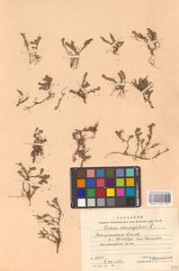 Sedum sexangulare L., Eastern Europe, West Ukrainian region (E13) (Ukraine)