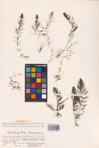 Ceratophyllum demersum L., Eastern Europe, Lower Volga region (E9) (Russia)