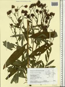 Cirsium arvense, Eastern Europe, Central region (E4) (Russia)