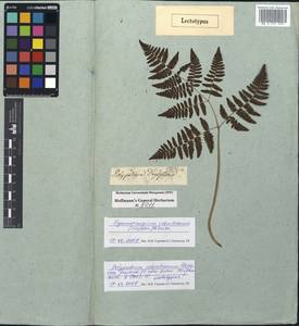 Gymnocarpium robertianum (Hoffm.) Newman, Western Europe (EUR) (Germany)