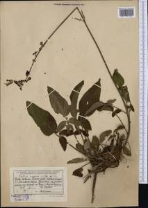 Salvia ringens Sm., Western Europe (EUR) (Albania)
