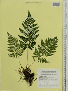 Dryopteris carthusiana (Vill.) H. P. Fuchs, Eastern Europe, Central forest-and-steppe region (E6) (Russia)
