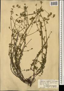 Asperula prostrata (Adams) K.Koch, Caucasus, Dagestan (K2) (Russia)