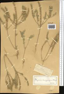 Alyssum dasycarpum Stephan, Middle Asia, Northern & Central Tian Shan (M4) (Kazakhstan)