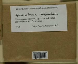Hymenoloma crispulum (Hedw.) Ochyra, Bryophytes, Bryophytes - Chukotka & Kamchatka (B21) (Russia)
