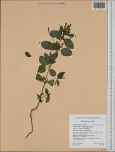 Mercurialis annua L., Western Europe (EUR) (United Kingdom)