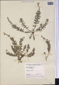 Oenothera suffrutescens (Ser.) W. L. Wagner & Hoch, America (AMER) (Canada)