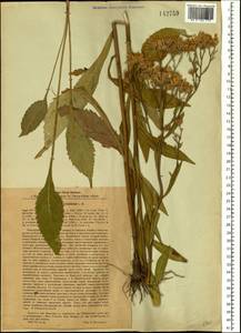 Aster tataricus L. fil., Siberia, Baikal & Transbaikal region (S4) (Russia)