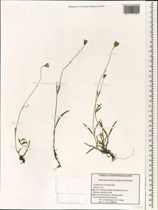 Silene gonosperma (Rupr.) Bocquet, South Asia, South Asia (Asia outside ex-Soviet states and Mongolia) (ASIA) (China)