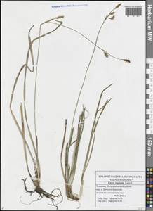 Carex vaginata Tausch, Eastern Europe, Middle Volga region (E8) (Russia)