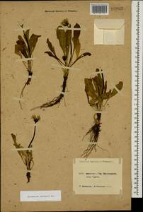 Taraxacum stevenii (Spreng.) DC., Caucasus, Krasnodar Krai & Adygea (K1a) (Russia)