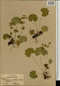Alchemilla sarmatica Juz., Eastern Europe, Moscow region (E4a) (Russia)
