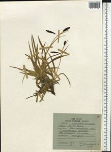 Carex krascheninnikovii Kom. ex V.I.Krecz., Siberia, Chukotka & Kamchatka (S7) (Russia)