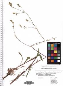 Silene wolgensis (Hornem.) Otth, Eastern Europe, Eastern region (E10) (Russia)