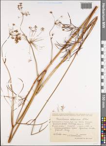 Peucedanum longifolium Waldst. & Kit., Caucasus, Krasnodar Krai & Adygea (K1a) (Russia)