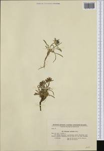 Phyteuma confusum A.Kern., Western Europe (EUR) (Bulgaria)